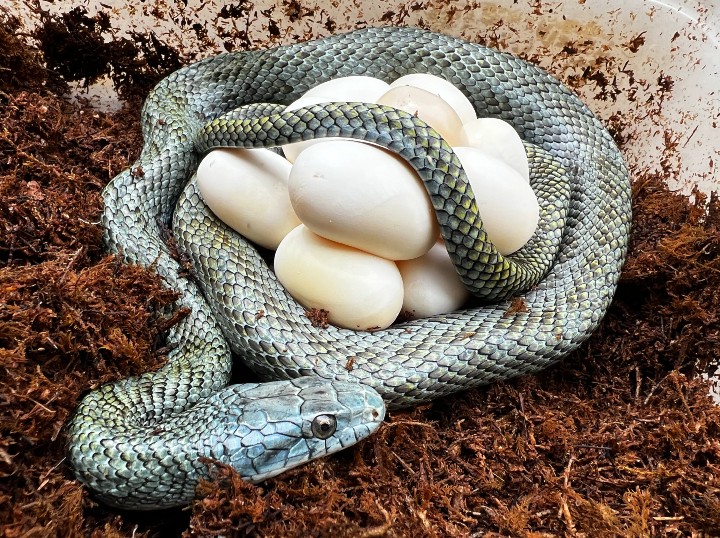 Japanese Rat Snake